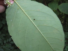 Reynoutria × bohemica