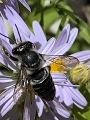 Megachile mendica