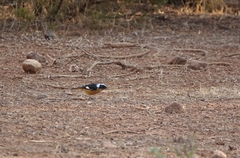 Phoenicurus moussieri