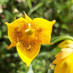 Calochortus barbatus