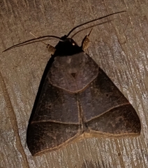 Erebidae