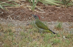 Picus vaillantii