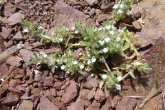 Sideritis romana romana