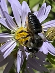 Megachile mendica