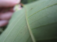 Reynoutria × bohemica