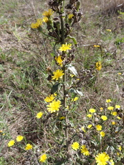 Picris hieracioides
