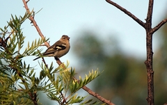 Fringilla coelebs africana