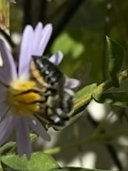 Megachile mendica