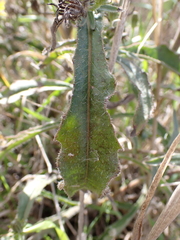 Picris hieracioides