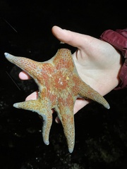Dermasterias imbricata