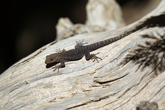 Quedenfeldtia trachyblepharus