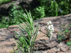 Asclepias linaria