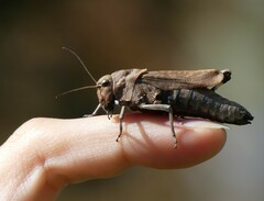 Psophus stridulus