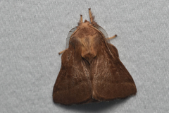Malacosoma disstria