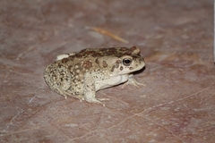 Sclerophrys mauritanica