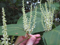 Reynoutria × bohemica