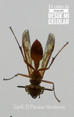 Polistinae