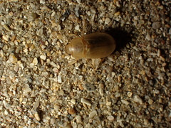 Phaleria cadaverina