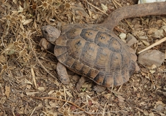 Testudo graeca
