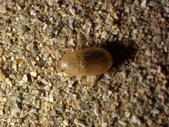 Phaleria cadaverina