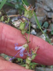 Campanula prenanthoides