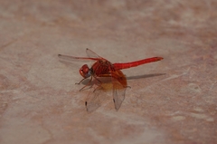 Trithemis kirbyi