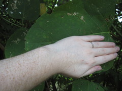 Reynoutria × bohemica