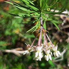 Asclepias linaria