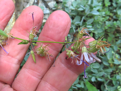 Campanula prenanthoides