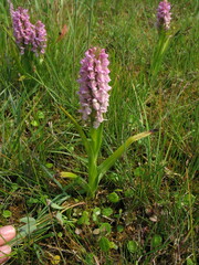 Dactylorhiza incarnata
