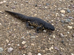Ambystoma tigrinum