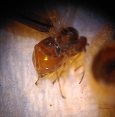 Cynips disticha