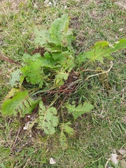 Rumex alpinus
