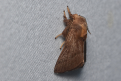 Malacosoma disstria