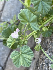 Malva parviflora