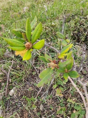 Rhododendron caucasicum