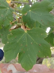 Acer opalus