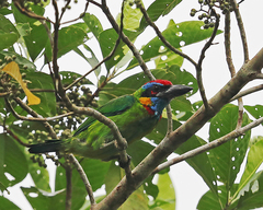 Psilopogon rafflesii