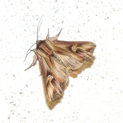 Actinotia polyodon