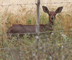 Raphicerus campestris campestris