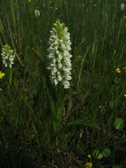 Dactylorhiza incarnata