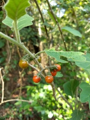 Solanum violaceum