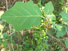 Solanum violaceum