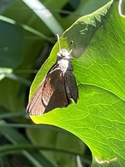 Asbolis capucinus