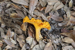 Omphalotus subilludens