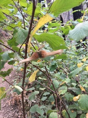 Corylus cornuta