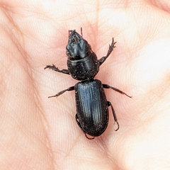 Scarites subterraneus
