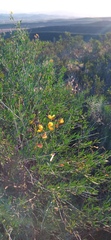 Calobota