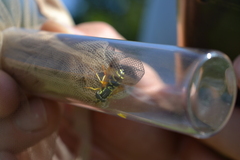 Chrysotoxum festivum