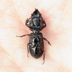Scarites subterraneus